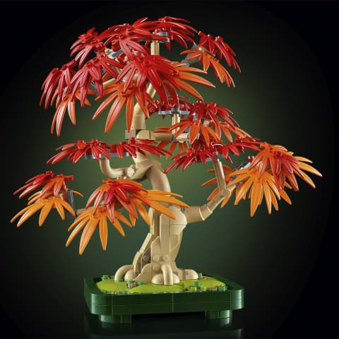 10348 Japanese Red Maple Bonsai Tree V29