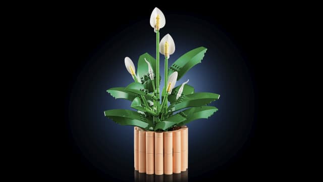 11504 Peace Lily