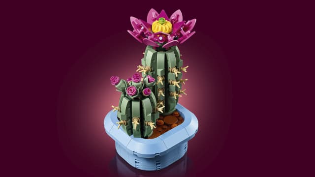 11509 Flowering Cactus