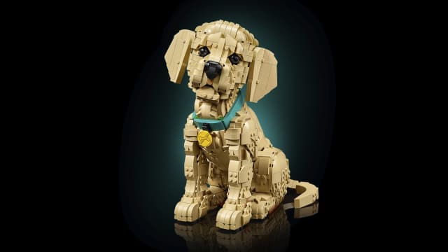 11384 Golden Retriever Puppy V29