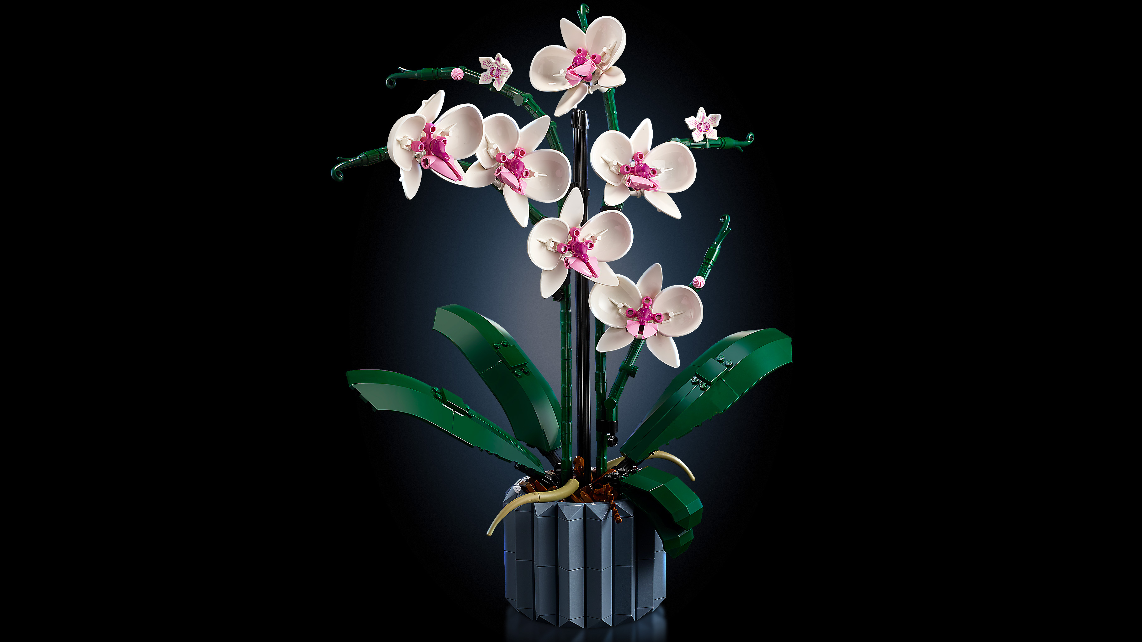 10311 Orchid V29 1
