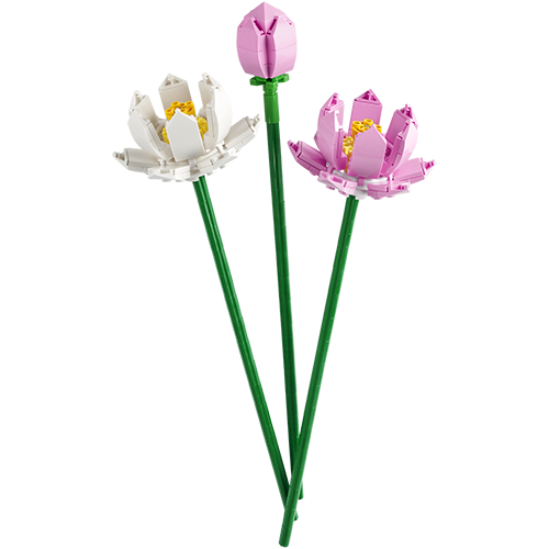 40647 Lotus Flowers V29 4
