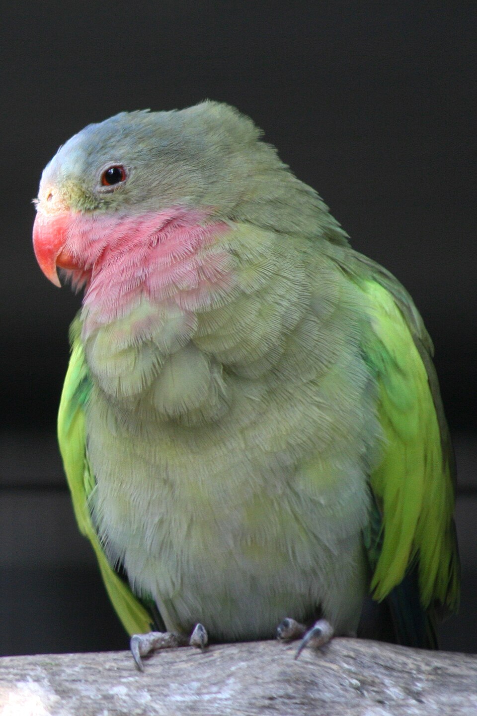 MGL0563939 QESE DEXY E VOGEL PRINCESS 1