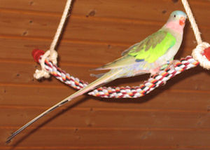 MGL0563939 QESE DEXY E VOGEL PRINCESS 3