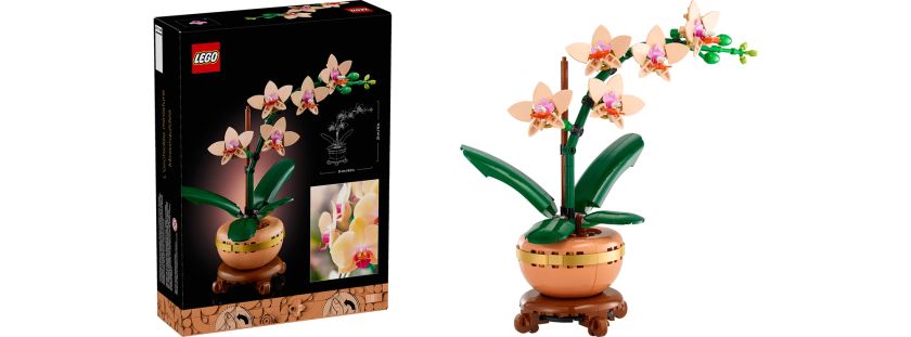 10343 Mini Orchid V29 4