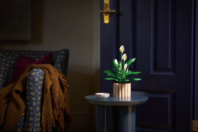 11504 Peace Lily 4
