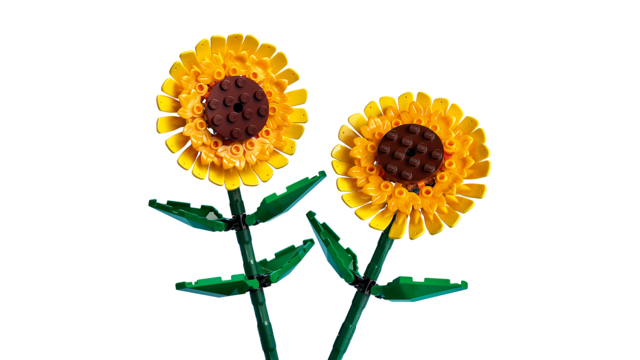 40524 Sunflowers V110 1