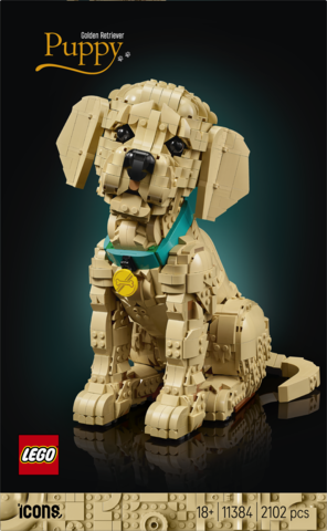 11384 Golden Retriever Puppy V29 2