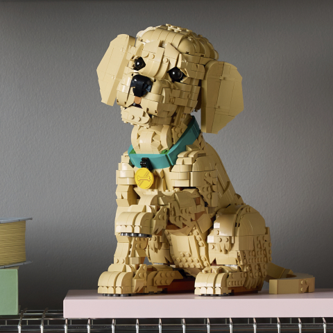11384 Golden Retriever Puppy V29 3